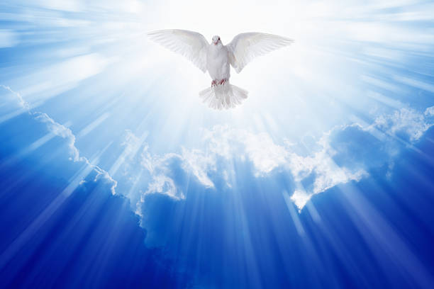 Holy spirit dove Holy spirit dove flies in blue sky, bright light shines from heaven, christian symbol dove bird photos stock pictures, royalty-free photos & images