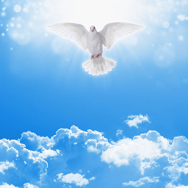 istock White dove in skies 469488344