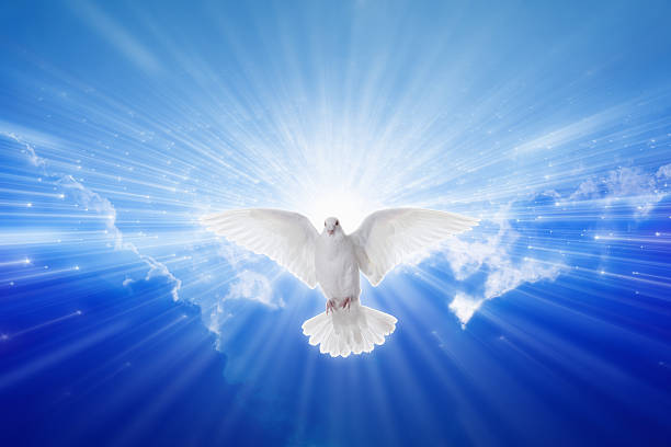 Silhouette of white dove on water background. Baptism symbol. Soft focus, blurred.