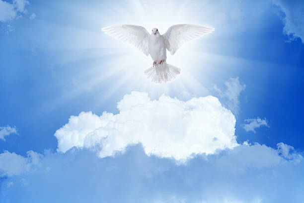 istock White dove flies in skies 469488348