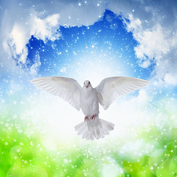 istock White dove flies in skies 469488350