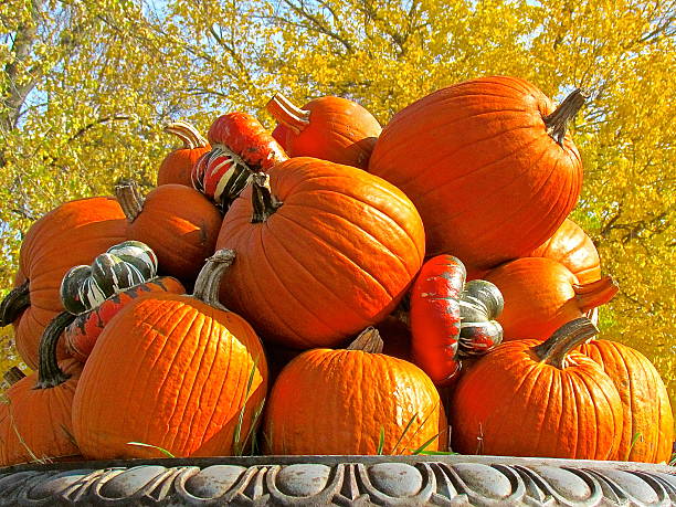istock Pumpkins outdoors with fall yellow leaves background 469488418