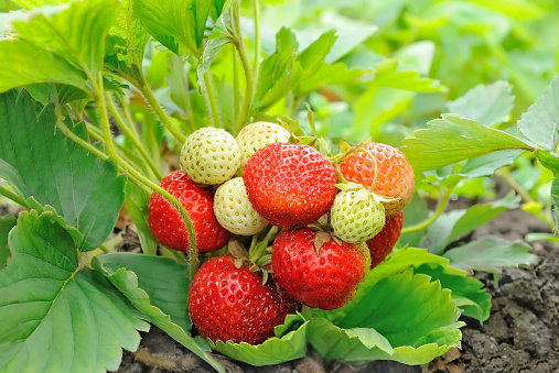 Food theme series:Close-up view of a ripe strawberry from the plant in a home garden