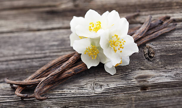 Vanilla pods with jasmine stock photo