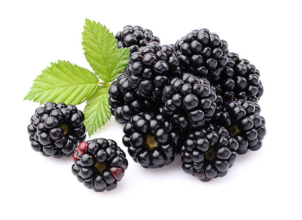 blackberry com folhas - blackberry fruit mulberry isolated - fotografias e filmes do acervo