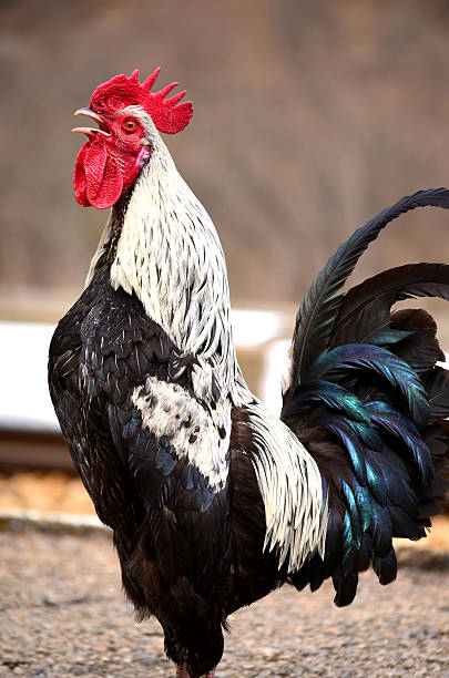 istock beautiful rooster crowing with clipping path 469489220