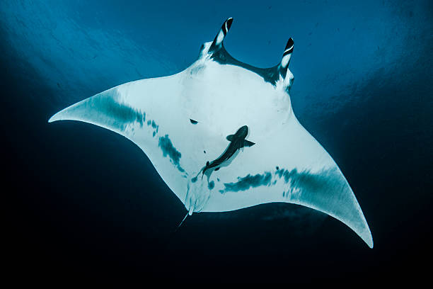 socorro manta - manta ray - fotografias e filmes do acervo