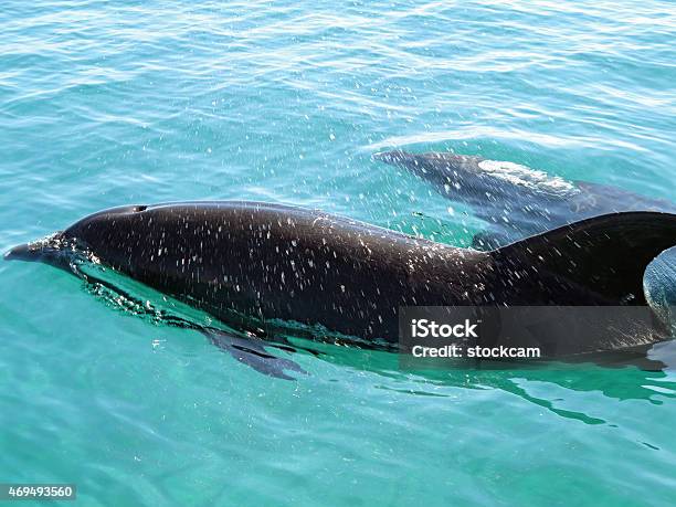 Dolphins Swimming In Blue Water Stock Photo - Download Image Now - Animal Fin, Baja California Peninsula, Blue