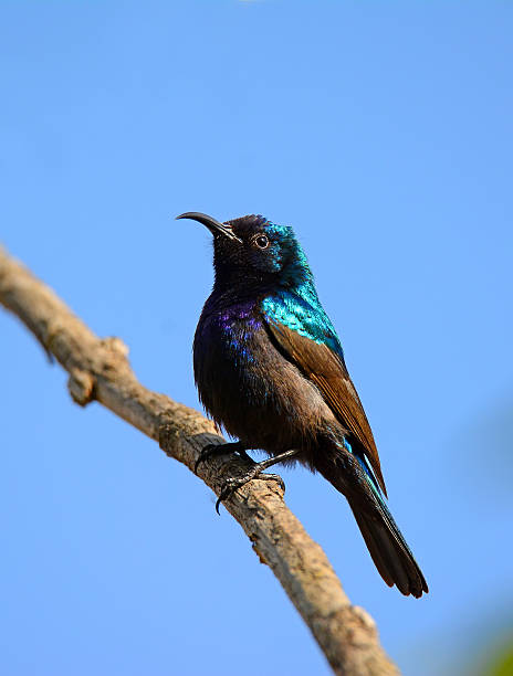 istock Northern orange-tufted sunbird, Palestine sunbird 469493734