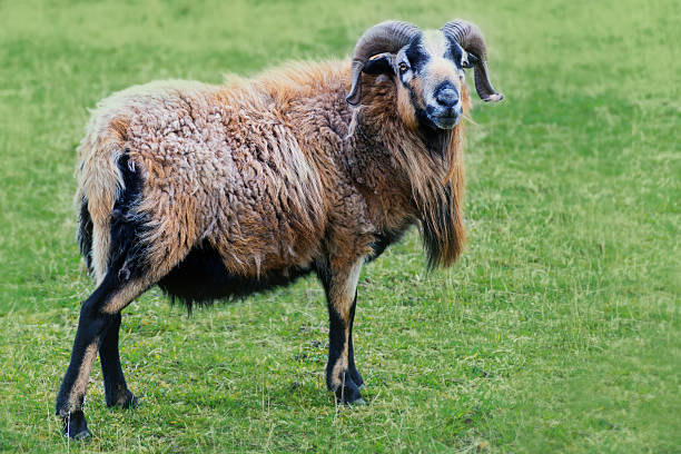 istock ram with horns and  long fur on the pasture 469496462