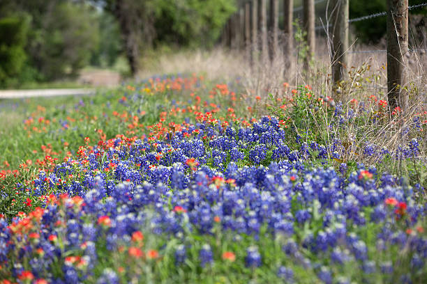 istock Texas wild flowers in bloom 469499126