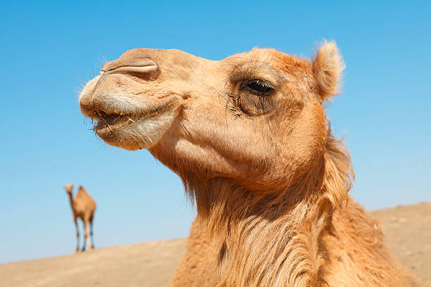 Of the Arabian desert camel (United Arab Emirates). Shooting Location: Dubai