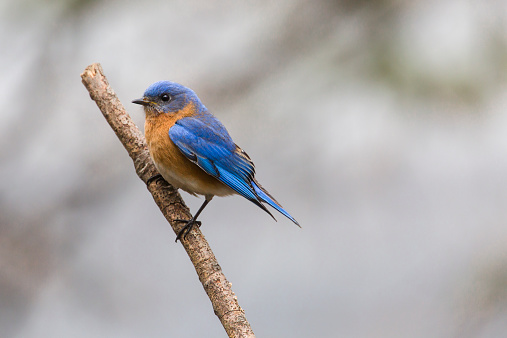 An adult blue and orange Eastern Bluebird (Sialia sialis) perched on a branch.