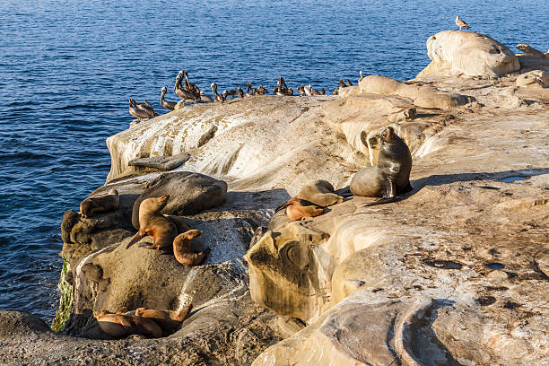 sigillare e pelican coperto rocce, la jolla cove, california - la jolla cove foto e immagini stock