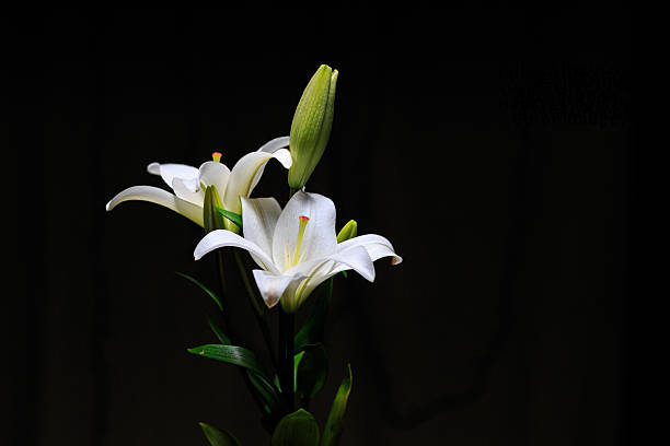 istock Easter Lily Blossom Black Background - Stock Image 469502326