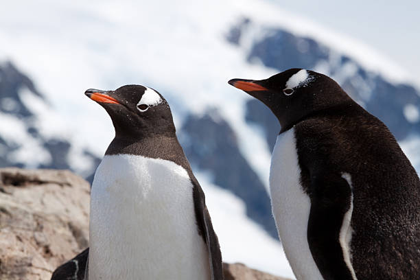 istock Gentoo Penguins in Antarctica 469503252
