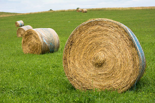 istock Hay bales on the field 469503312