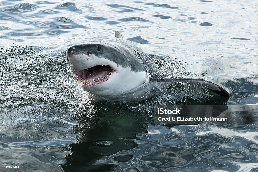 great white shark dangerous great white shark breeching the water in the ocean Aggression Stock Photo