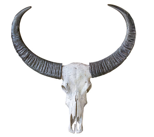 istock Buffalo skull isolated on white background 469505544