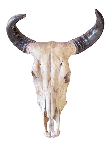 istock Buffalo skull isolated on white background 469505546