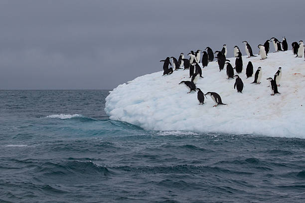 istock Penguins on an Iceberg in Antarctica 469505892