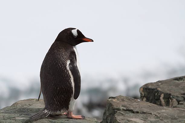 istock Sad Penguin in Antarctica 469506662