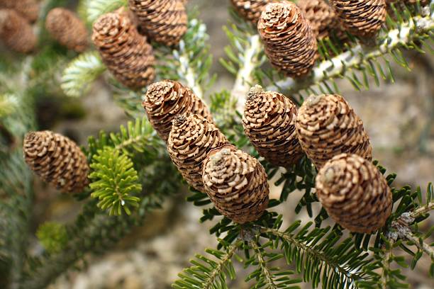 istock cones on an evergreen plant 469507116