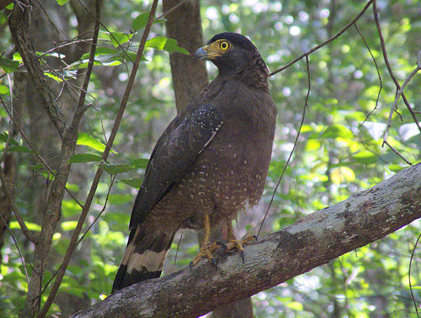 istock Crested Serpent Eagle Perched on Branch in Tropical Jungle 469507384