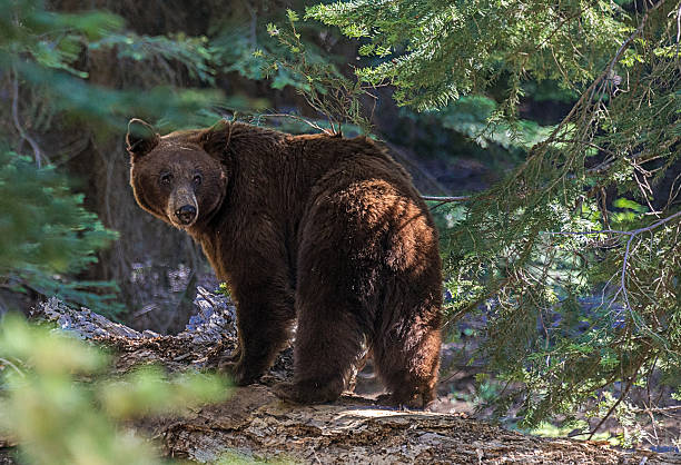 istock Black Bear in Sequoia National Park 469509734