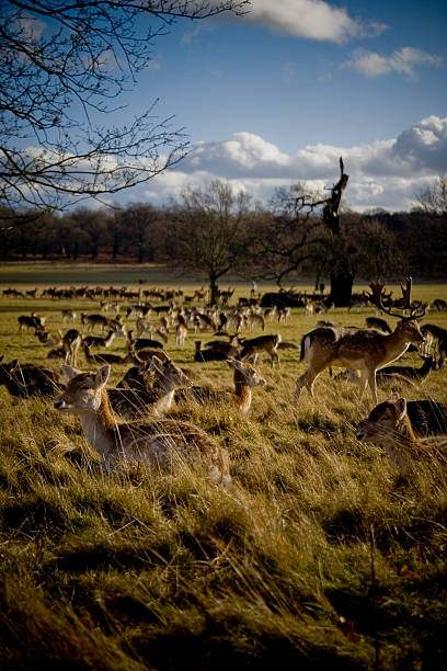 istock Deers at Richmond Parl 469509759