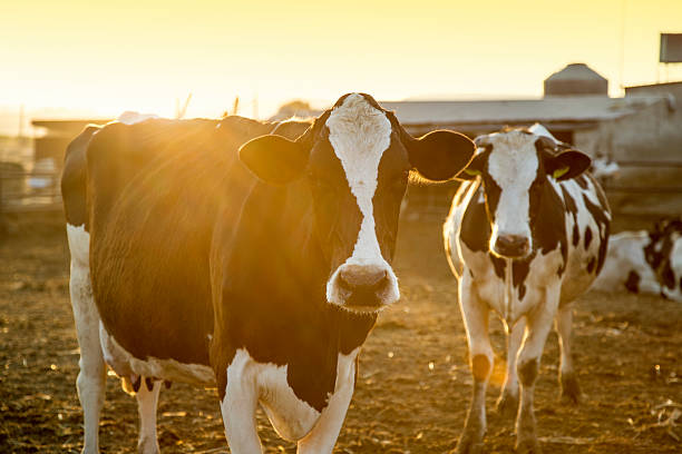 istock Cows in pasture at Sunset 469511038