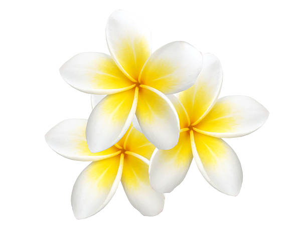 istock Tropical flower frangipani isolated on white background 469511509