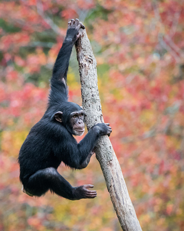 Young Chimpanzee Climbing in Tree