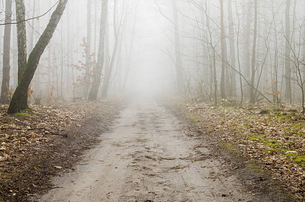 istock forest road in fog 469517364