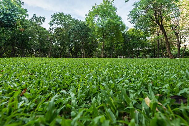 istock Green lawn with trees in park 469517410