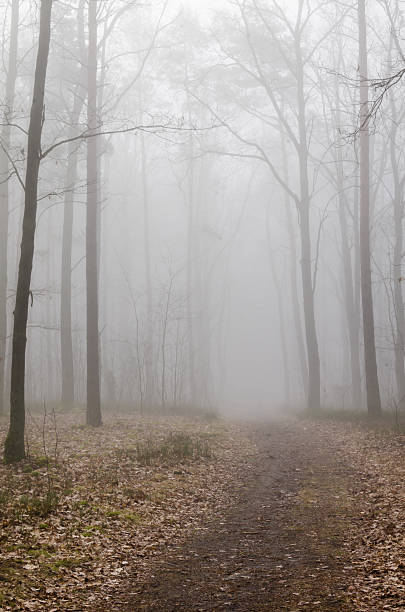 istock forest road in fog 469517640