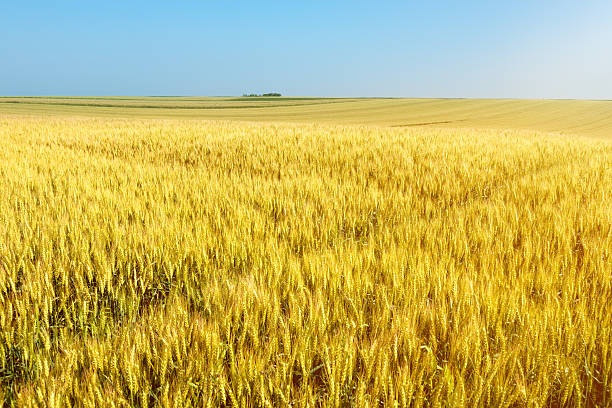 infinite rolling campi di grano in una giornata di sole - agriculture tree rural scene nature foto e immagini stock