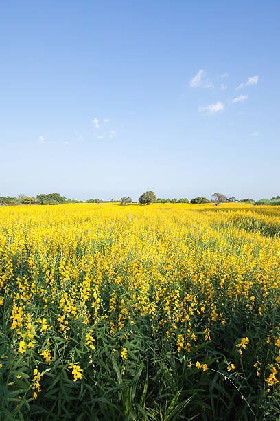 istock Farm Sunhemp flowers 469518503