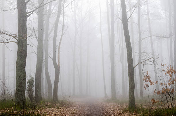istock forest road in fog 469520236