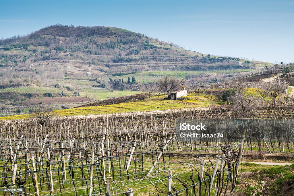 vineyards on the hills in spring, Italy vineyards on the hills in spring, Soave, Italy 2015 Stock Photo
