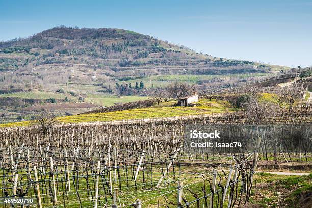Vineyards On The Hills In Spring Italy Stock Photo - Download Image Now - 2015, Agriculture, Autumn