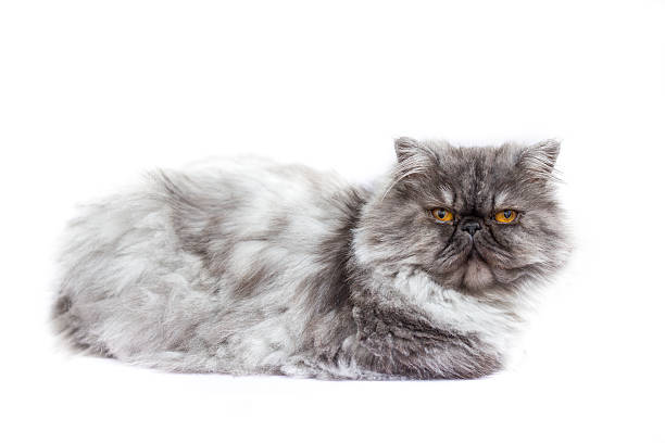 istock Persian cat  in front of white background 469521050