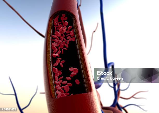 Blood Vessels Stock Photo - Download Image Now - Blood Clot, Left Ventricle, Animal Blood