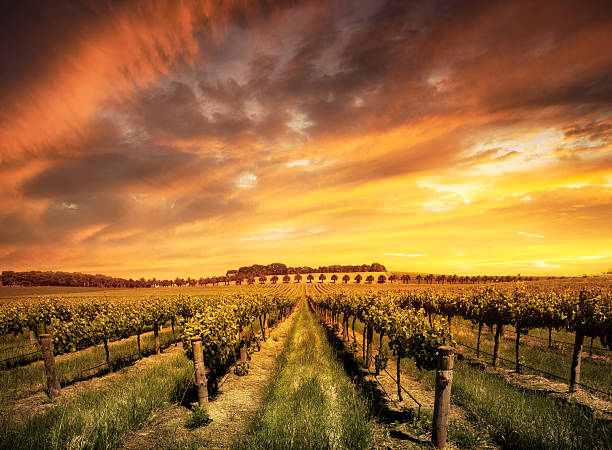 istock Barossa Valley vineyard at dawn in Australia 469522151