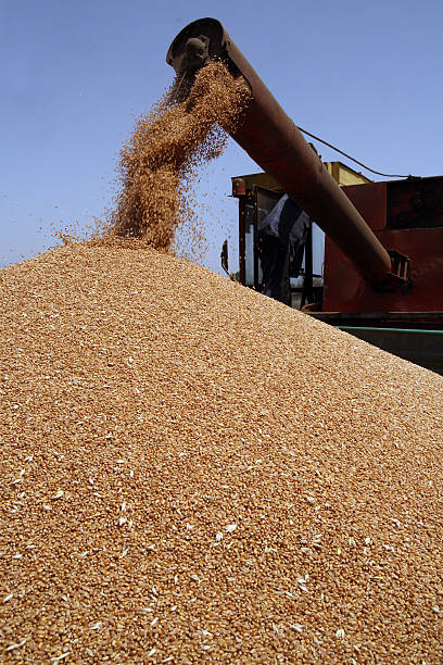 istock Grains of wheat 469522969