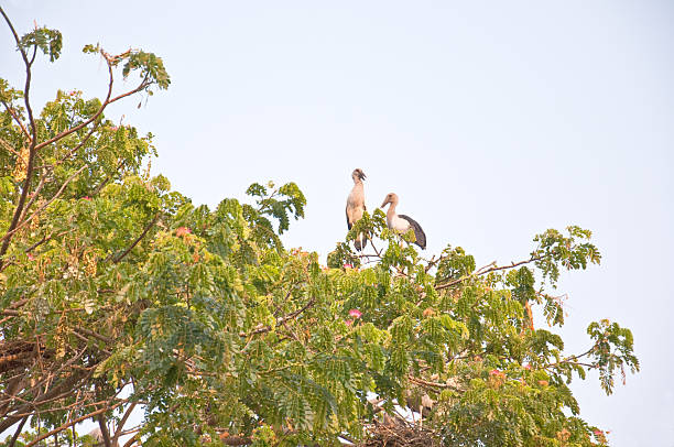 istock habitat of Asian Openbill Storks 469523217
