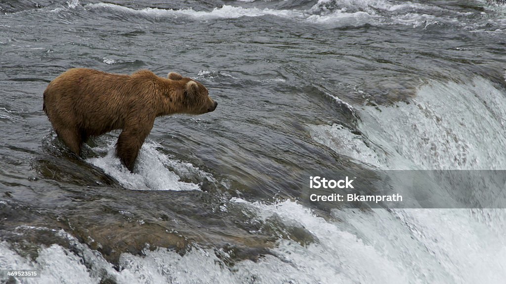Young Brown Bear - Foto de stock de Agua libre de derechos