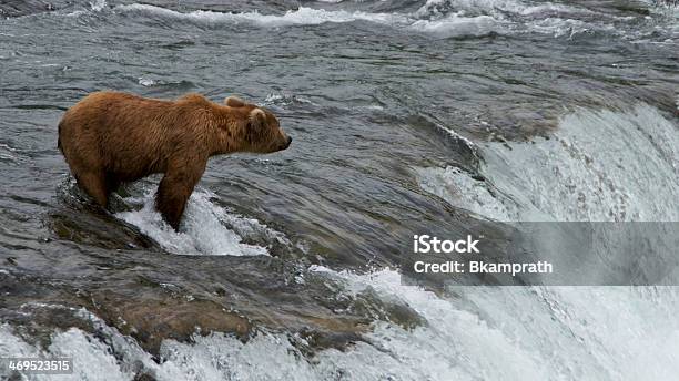 Young Brown Bear Foto de stock y más banco de imágenes de Agua - Agua, Aire libre, Alaska - Estado de los EE. UU.