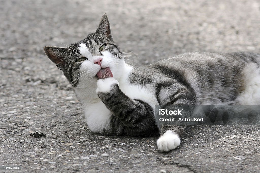 the cat a cat with the fur care Animal Body Part Stock Photo