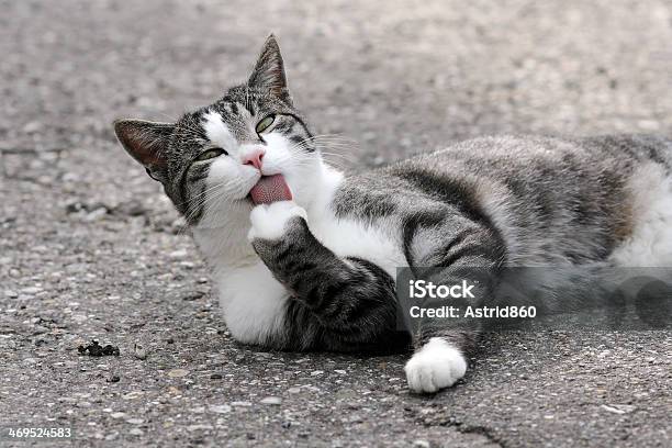 The Cat Stock Photo - Download Image Now - Animal Body Part, Animal Foot, Animal Hair